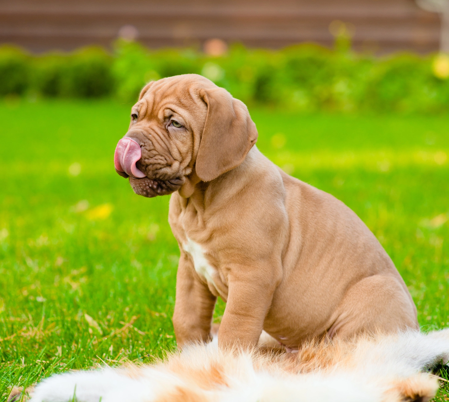 Pies - oblizywanie nosa