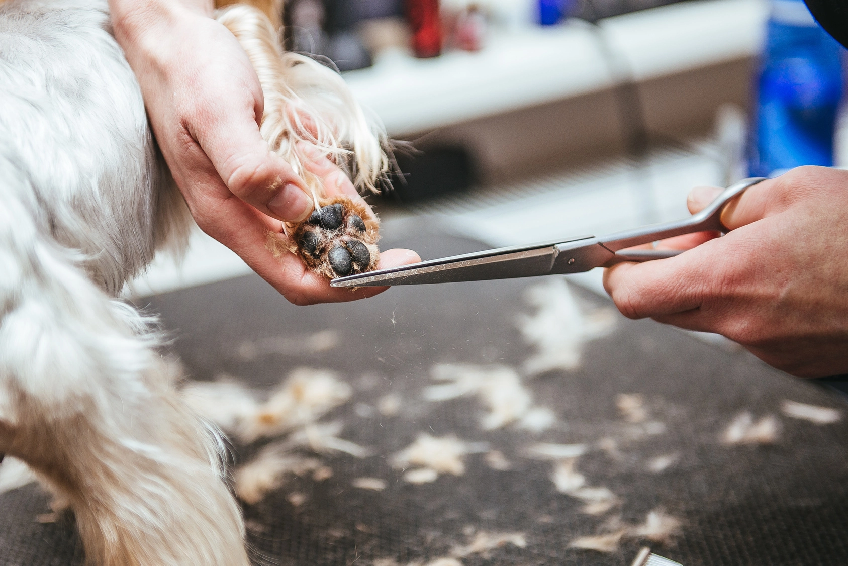 Obcinanie pazurów psu.