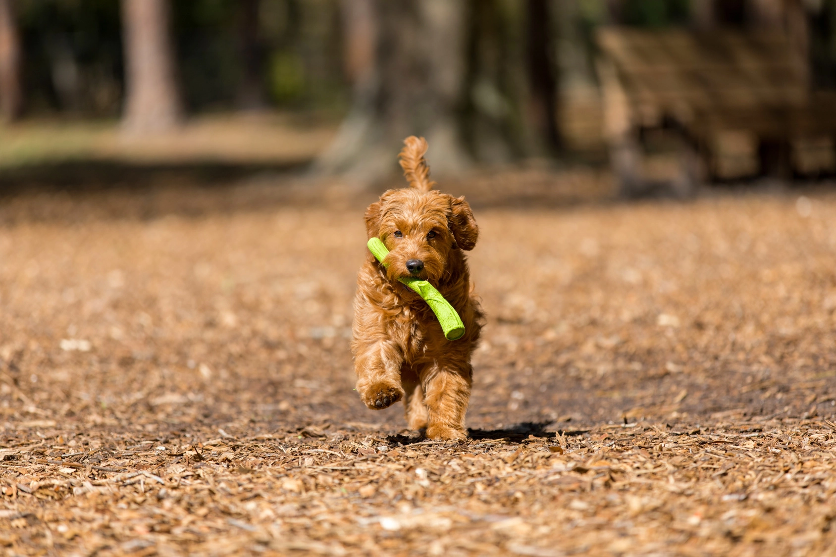 bawiący się szczeniak