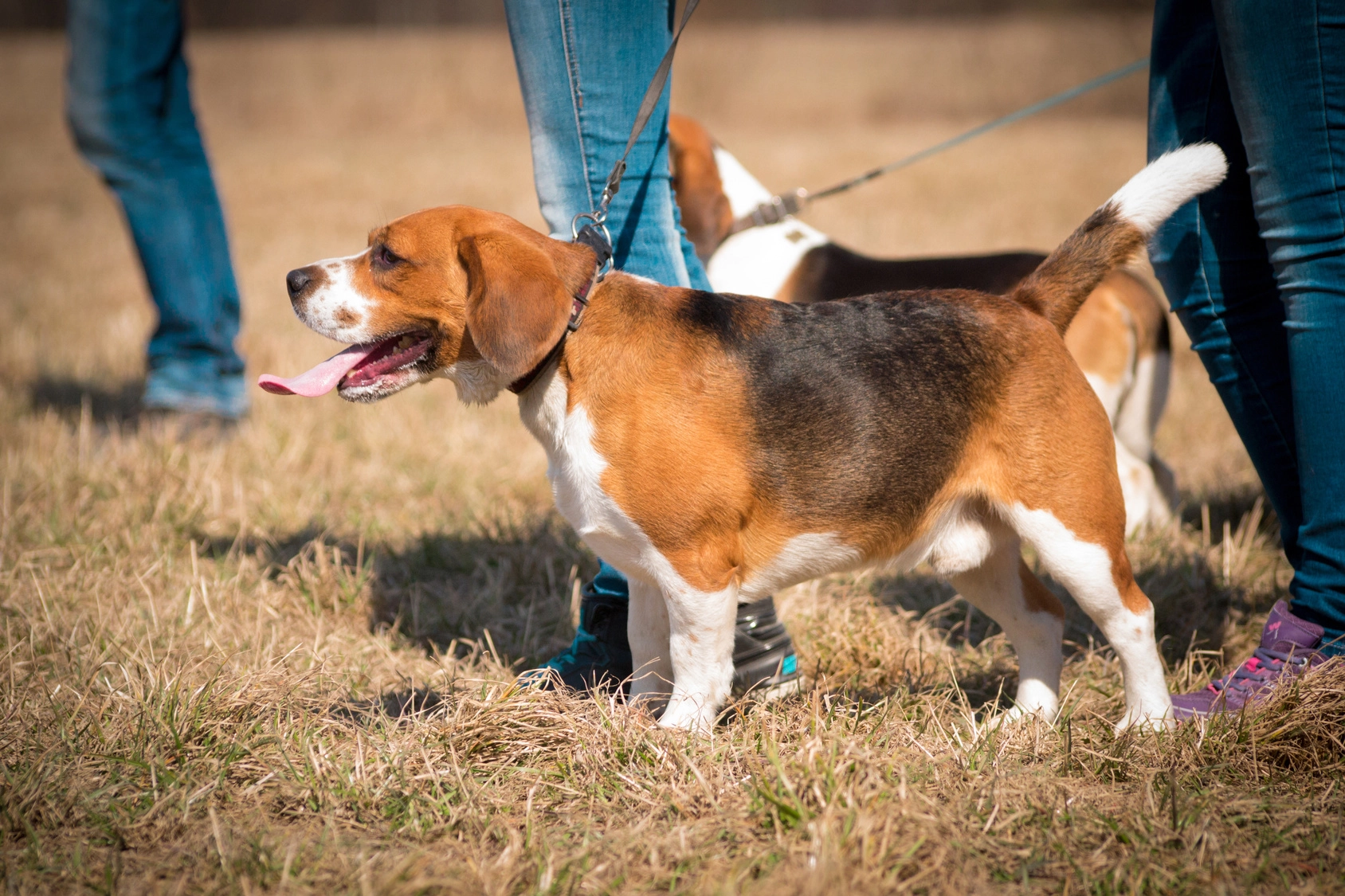 pulchny beagle